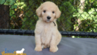 mr.black penny hendrix april26 6wks1