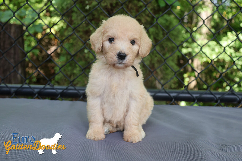 mr.black penny hendrix april26 6wks1