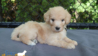 mr.black penny hendrix april26 6wks3