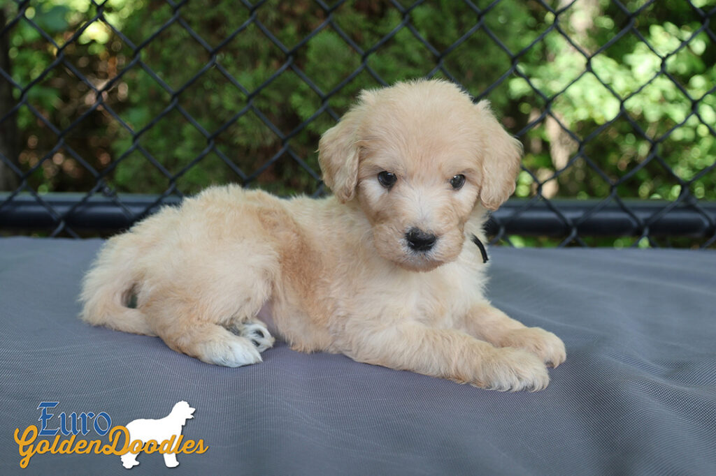 mr.black penny hendrix april26 6wks3