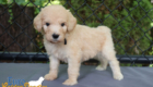 mr.black penny hendrix april26 6wks4