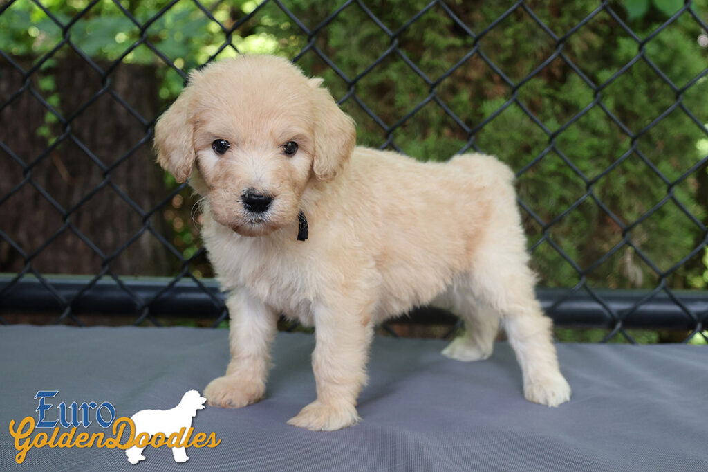 mr.black penny hendrix april26 6wks4