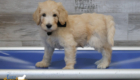 mr.black penny hendrix april26 8wks1