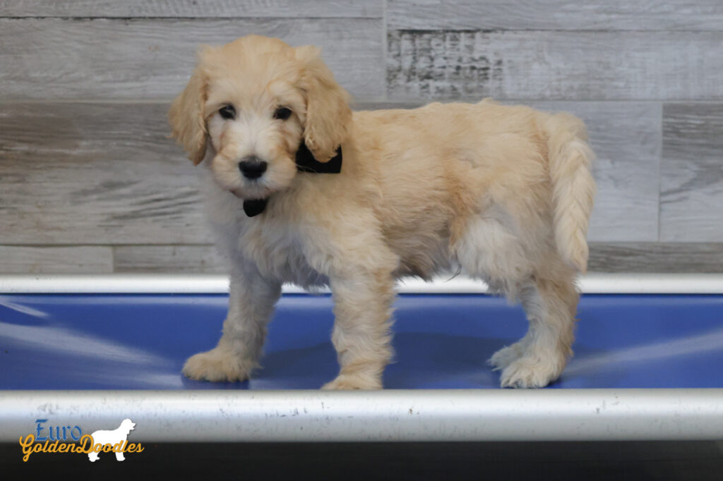 mr.black penny hendrix april26 8wks1
