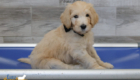 mr.black penny hendrix april26 8wks3