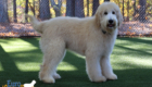 mrblack penny hendrix april26 30weeks3