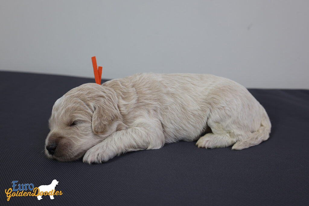 ms.orange stevie kimbo dec16 2wks1 ms.orange stevie kimbo dec16 2wks1