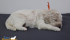 ms.orange stevie kimbo dec16 2wks2