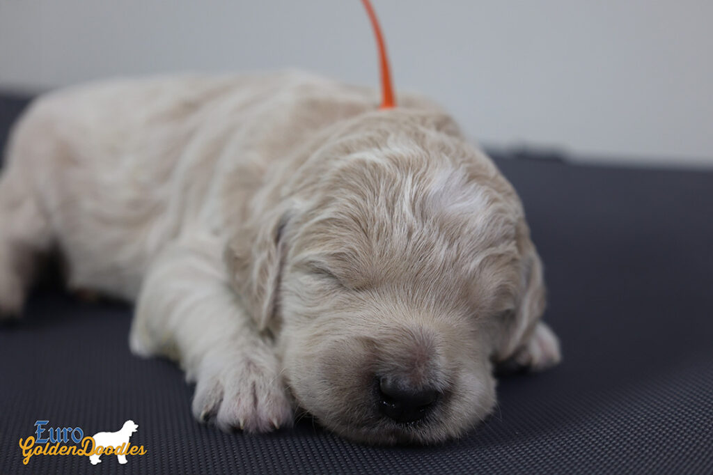 ms.orange stevie kimbo dec16 2wks3 ms.orange stevie kimbo dec16 2wks3