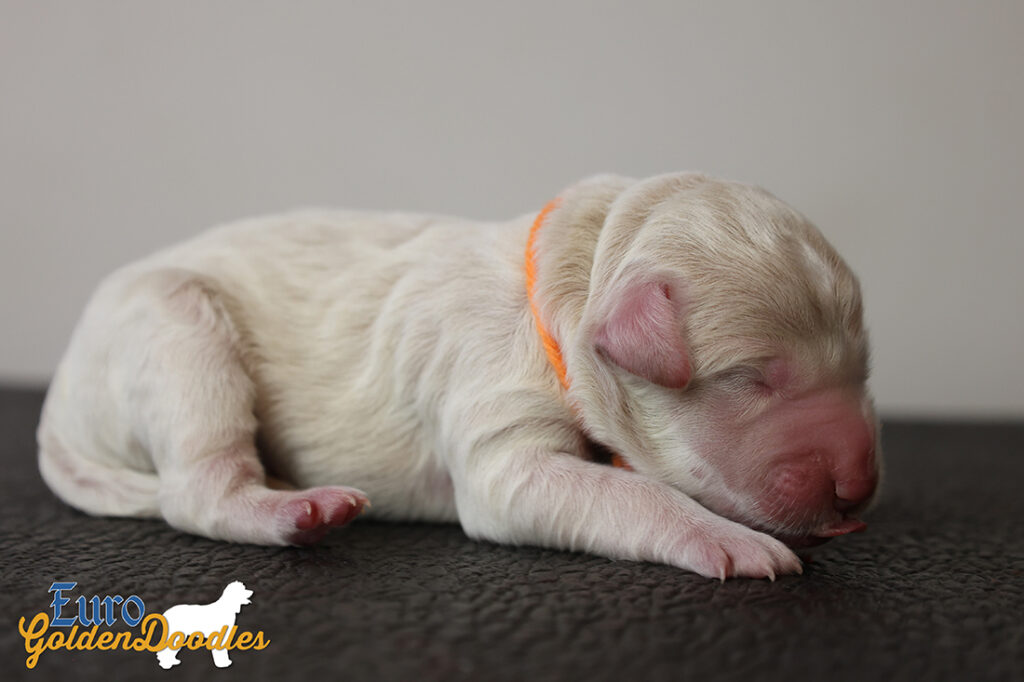 ms.orange stevie kimbo dec25 newborn ms.orange stevie kimbo dec25 newborn