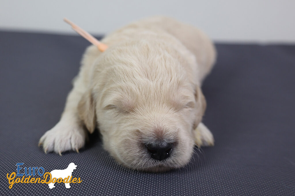 ms.peach stevie kimbo dec16 2wks1 ms.peach stevie kimbo dec16 2wks1