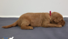 ms.pink stevie kimbo dec16 2wks3