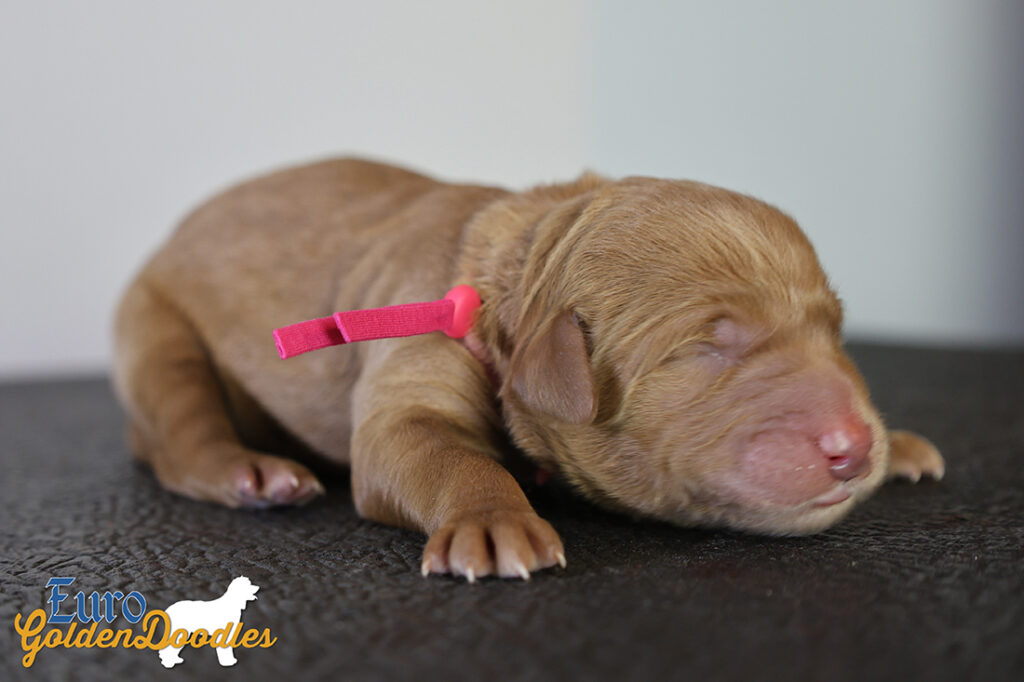ms.pink stevie kimbo dec25 newborn ms.pink stevie kimbo dec25 newborn