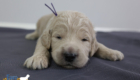 ms.purple stevie kimbo dec16 2wks1