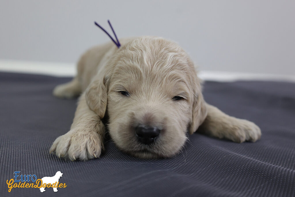 ms.purple stevie kimbo dec16 2wks1 ms.purple stevie kimbo dec16 2wks1