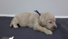 ms.purple stevie kimbo dec16 2wks2