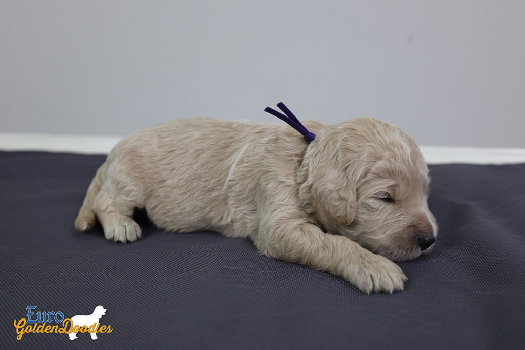 ms.purple stevie kimbo dec16 2wks2 ms.purple stevie kimbo dec16 2wks2
