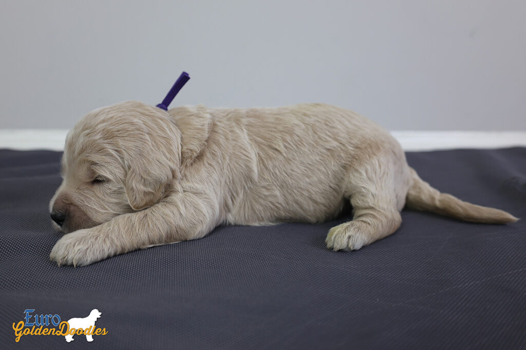 ms.purple stevie kimbo dec16 2wks3 ms.purple stevie kimbo dec16 2wks3