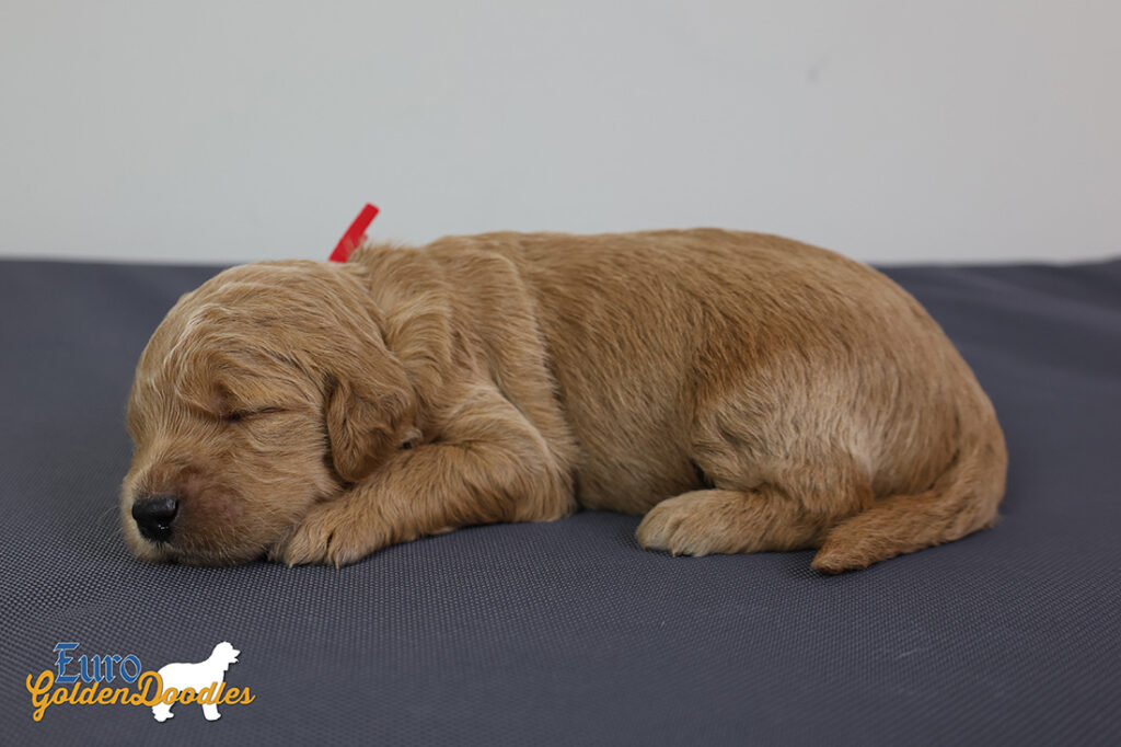 ms.red stevie kimbo dec16 2wks1 ms.red stevie kimbo dec16 2wks1