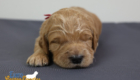 ms.red stevie kimbo dec16 2wks2