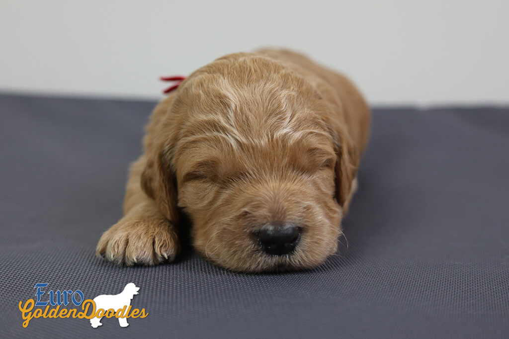 ms.red stevie kimbo dec16 2wks2 ms.red stevie kimbo dec16 2wks2