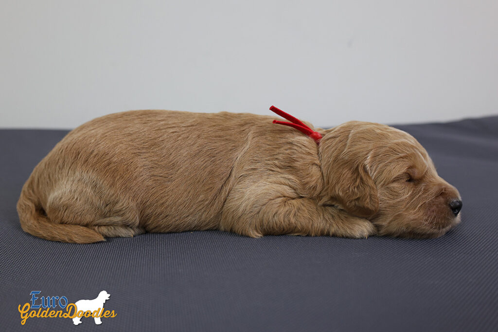 ms.red stevie kimbo dec16 2wks3 ms.red stevie kimbo dec16 2wks3