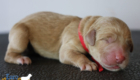 ms.red stevie kimbo dec25 newborn.jpg
