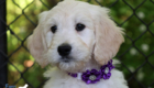 ms. purple coco kimbo feb26 8wks1