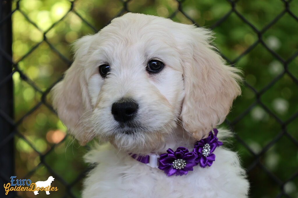 ms. purple coco kimbo feb26 8wks1