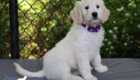 ms. purple coco kimbo feb26 8wks3
