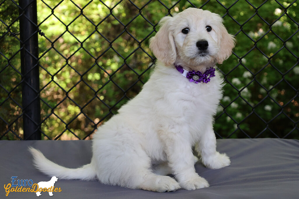 ms. purple coco kimbo feb26 8wks3