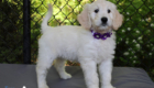ms. purple coco kimbo feb26 8wks4