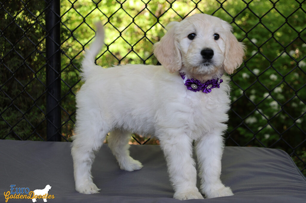 ms. purple coco kimbo feb26 8wks4
