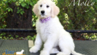 molly feature2