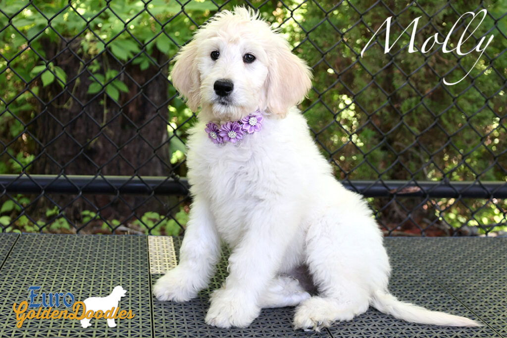 molly feature2
