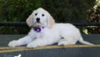 ms purple coco kimbo feb26 10wks4