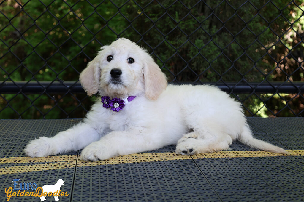 ms purple coco kimbo feb26 10wks4
