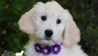 ms purple coco kimbo feb26 10wks5