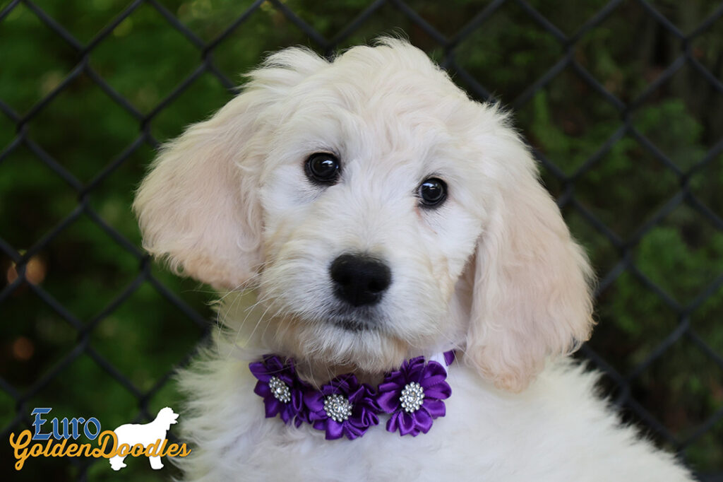 ms purple coco kimbo feb26 10wks5