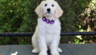 ms purple coco kimbo feb26 10wks6