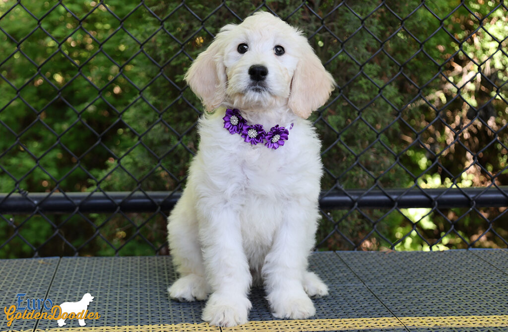 ms purple coco kimbo feb26 10wks6