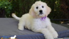 ms purple coco kimbo feb26 12wks2