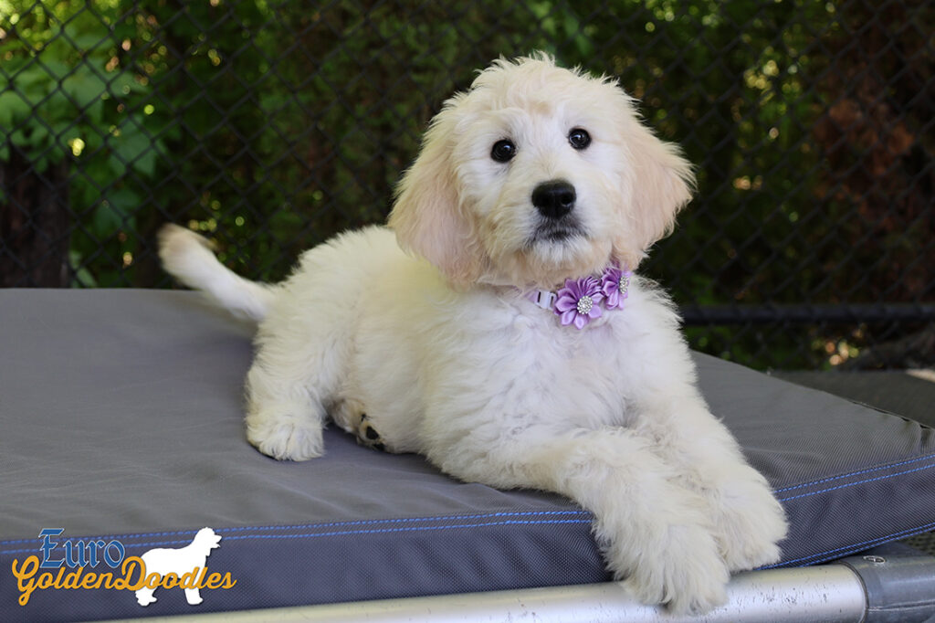 ms purple coco kimbo feb26 12wks2