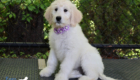 ms purple coco kimbo feb26 12wks5