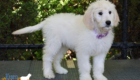 ms purple coco kimbo feb26 12wks7