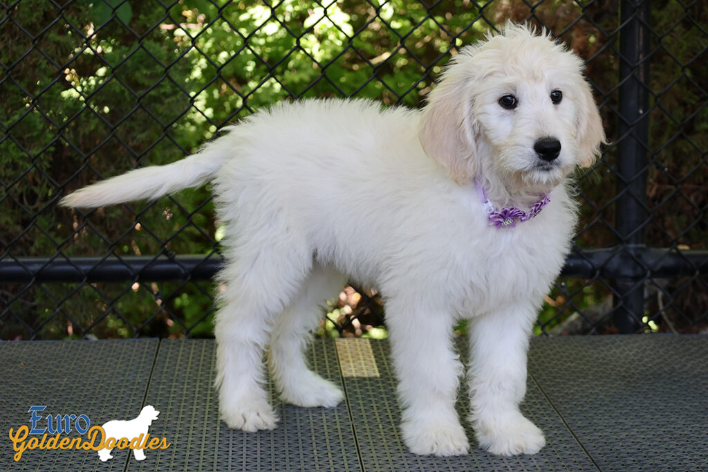 ms purple coco kimbo feb26 12wks7