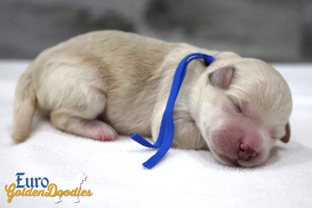 mr. blue hazel enzo apr26 newborn1