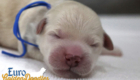 mr. blue hazel enzo apr26 newborn2