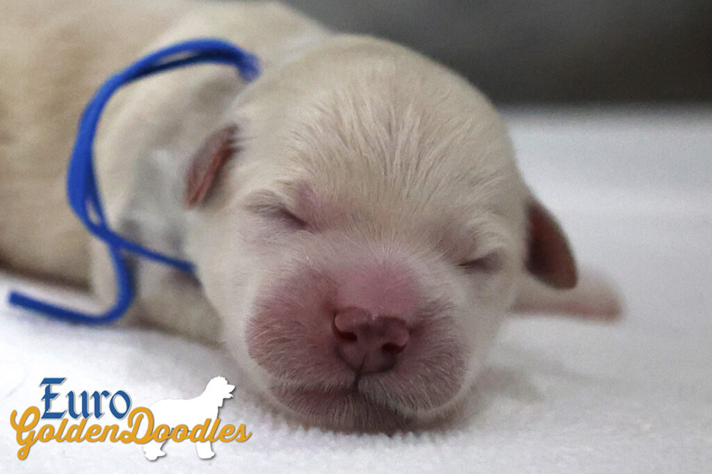 mr. blue hazel enzo apr26 newborn2