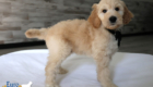 mrblack dolly brady may26 8wks2